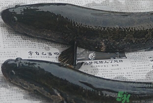 活黑魚(yú)怎么殺?黑魚(yú)怎么殺切片不會(huì)滑? 活黑魚(yú)怎么殺?黑魚(yú)怎么殺切片不會(huì)滑?