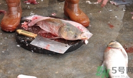 活黑魚(yú)怎么殺?黑魚(yú)怎么殺切片不會(huì)滑? 活黑魚(yú)怎么殺?黑魚(yú)怎么殺切片不會(huì)滑?