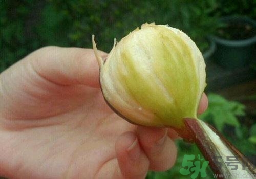 吃無花果要剝皮嗎？吃無花果皮有什么好處？