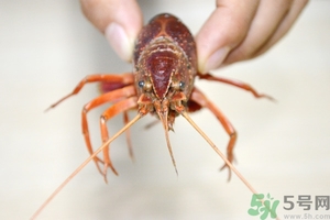 活蝦怎么處理干凈蝦線？活蝦怎么去蝦線？