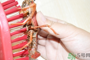 活蝦怎么處理干凈蝦線？活蝦怎么去蝦線？