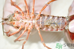 活蝦怎么處理干凈蝦線？活蝦怎么去蝦線？