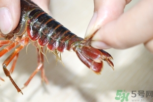 活蝦怎么處理干凈蝦線？活蝦怎么去蝦線？