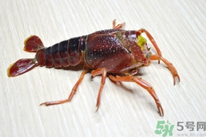 活蝦怎么處理干凈蝦線？活蝦怎么去蝦線？