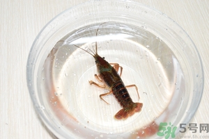 活蝦怎么處理干凈蝦線？活蝦怎么去蝦線？