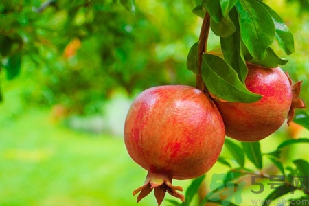 石榴的營養(yǎng)價值 石榴的功效與作用 石榴的營養(yǎng)價值 石榴的功效與作用