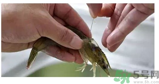 明蝦怎么去蝦線?明蝦蝦線怎么挑? 明蝦怎么去蝦線?明蝦蝦線怎么挑?