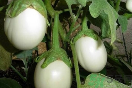 蛋樹是什么？蛋樹可以吃嗎？