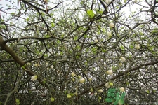 蛋樹是什么？蛋樹可以吃嗎？