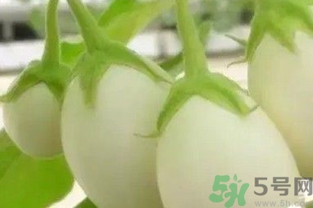 蛋樹是什么？蛋樹可以吃嗎？