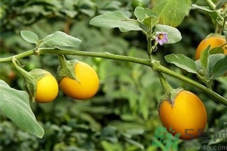 蛋樹是什么？蛋樹可以吃嗎？