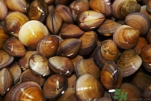 蛤蜊怎么吐沙?蛤蜊吐沙最快的方法 蛤蜊怎么吐沙?蛤蜊吐沙最快的方法