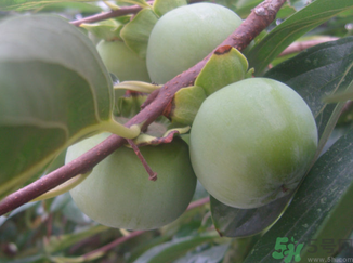 青柿子怎么去澀？青柿子為什么會(huì)澀？