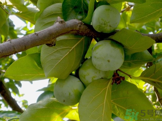 青柿子怎么去澀？青柿子為什么會(huì)澀？