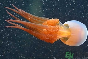 海蜇是水母嗎？海蜇和水母的區(qū)別