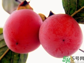 吃野柿子有什么好處？野柿子有什么藥用價值？