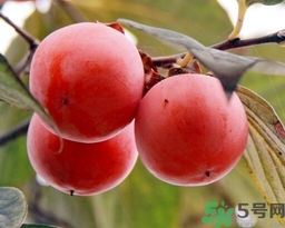 吃野柿子有什么好處？野柿子有什么藥用價值？