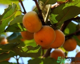 吃野柿子有什么好處？野柿子有什么藥用價值？