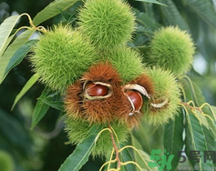 ?吃板栗會(huì)胖嗎？?吃板栗會(huì)不會(huì)發(fā)胖？