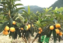 吃枇杷上火嗎?吃枇杷上火怎么辦 吃枇杷上火嗎?吃枇杷上火怎么辦