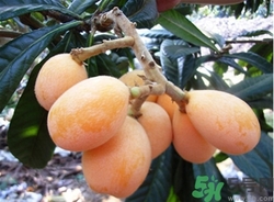 吃枇杷上火嗎?吃枇杷上火怎么辦 吃枇杷上火嗎?吃枇杷上火怎么辦