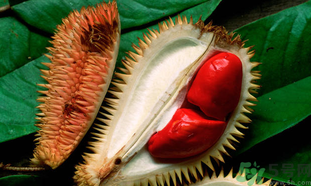 榴蓮一次吃多少合適？榴蓮一天最多吃多少？