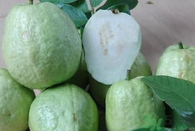 番石榴變軟還能吃嗎?番石榴放冰箱變軟可以吃嗎? 番石榴變軟還能吃嗎?番石榴放冰箱變軟可以吃嗎?