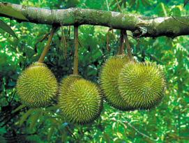 晚上可以吃榴蓮嗎？晚上吃榴蓮好不好？