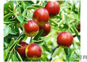 冬棗吃多了會怎樣?冬棗吃多了會上火嗎? 冬棗吃多了會怎樣?冬棗吃多了會上火嗎?