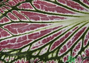 紫蘇葉是什么東西？紫蘇葉的功效與作用及禁忌