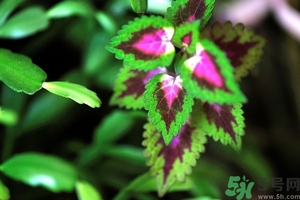 紫蘇葉是什么東西？紫蘇葉的功效與作用及禁忌