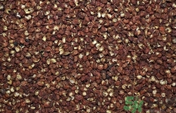 花椒和麻椒一樣嗎?花椒和麻椒的區(qū)別在哪里 花椒和麻椒一樣嗎?花椒和麻椒的區(qū)別在哪里