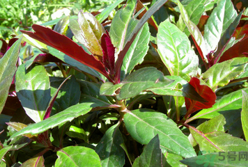 補血菜譜家常做法?補血菜的功效與作用 補血菜譜家常做法?補血菜的功效與作用