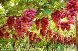 葡萄酒怎么做？葡萄酒什么時候喝最好？