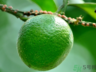 孕婦可以吃青桔子嗎？青桔子孕婦可以吃嗎？
