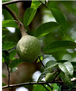 牛心果怎么吃？牛心果的功效和作用