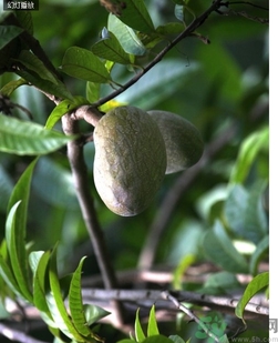 牛心果怎么吃？牛心果的功效和作用