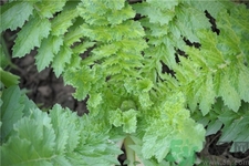 蘿卜纓的營(yíng)養(yǎng)價(jià)值 蘿卜纓的功效與作用 蘿卜纓的營(yíng)養(yǎng)價(jià)值 蘿卜纓的功效與作用