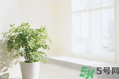 怎樣凈化室內(nèi)空氣？如何凈化家里的空氣？
