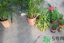 怎樣凈化室內(nèi)空氣？如何凈化家里的空氣？