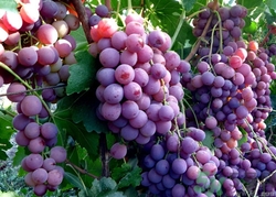 葡萄酒怎么做？葡萄酒什么時候喝最好？