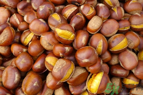 孕婦吃生板栗好還是熟的好？孕婦可以吃熟板栗嗎？