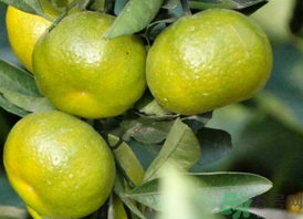 孕婦吃桔子好嗎？孕婦吃桔子有什么好處？