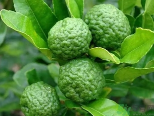 泰國(guó)檸檬怎么吃？泰國(guó)檸檬的功效作用