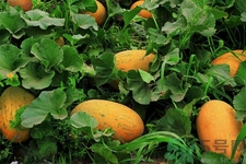 便秘可以吃哈密瓜嗎？哈密瓜可以治療便秘嗎？