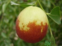 新鮮棗子怎么保存？新鮮棗子能放冰箱嗎？