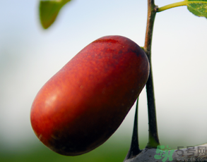 新鮮棗子怎么保存？新鮮棗子能放冰箱嗎？