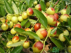 新鮮棗子怎么保存？新鮮棗子能放冰箱嗎？