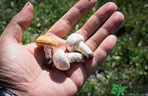 口蘑變黑還能吃嗎?口蘑變黑有毒嗎? 口蘑變黑還能吃嗎?口蘑變黑有毒嗎?