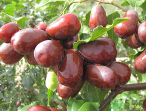 孕婦可以吃新鮮的棗子嗎？孕婦吃新鮮的棗子好嗎？